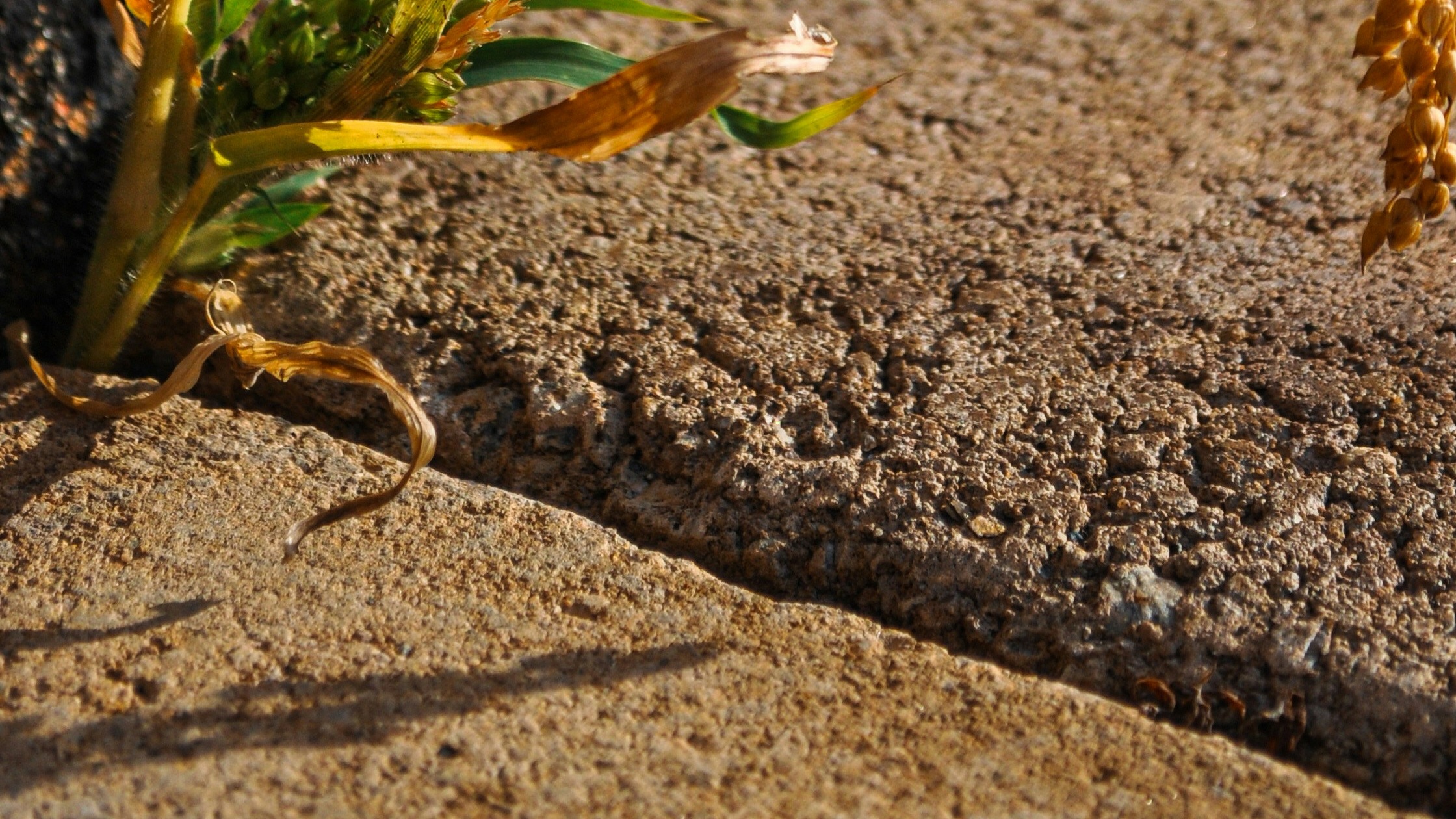 The Distinguished Seed