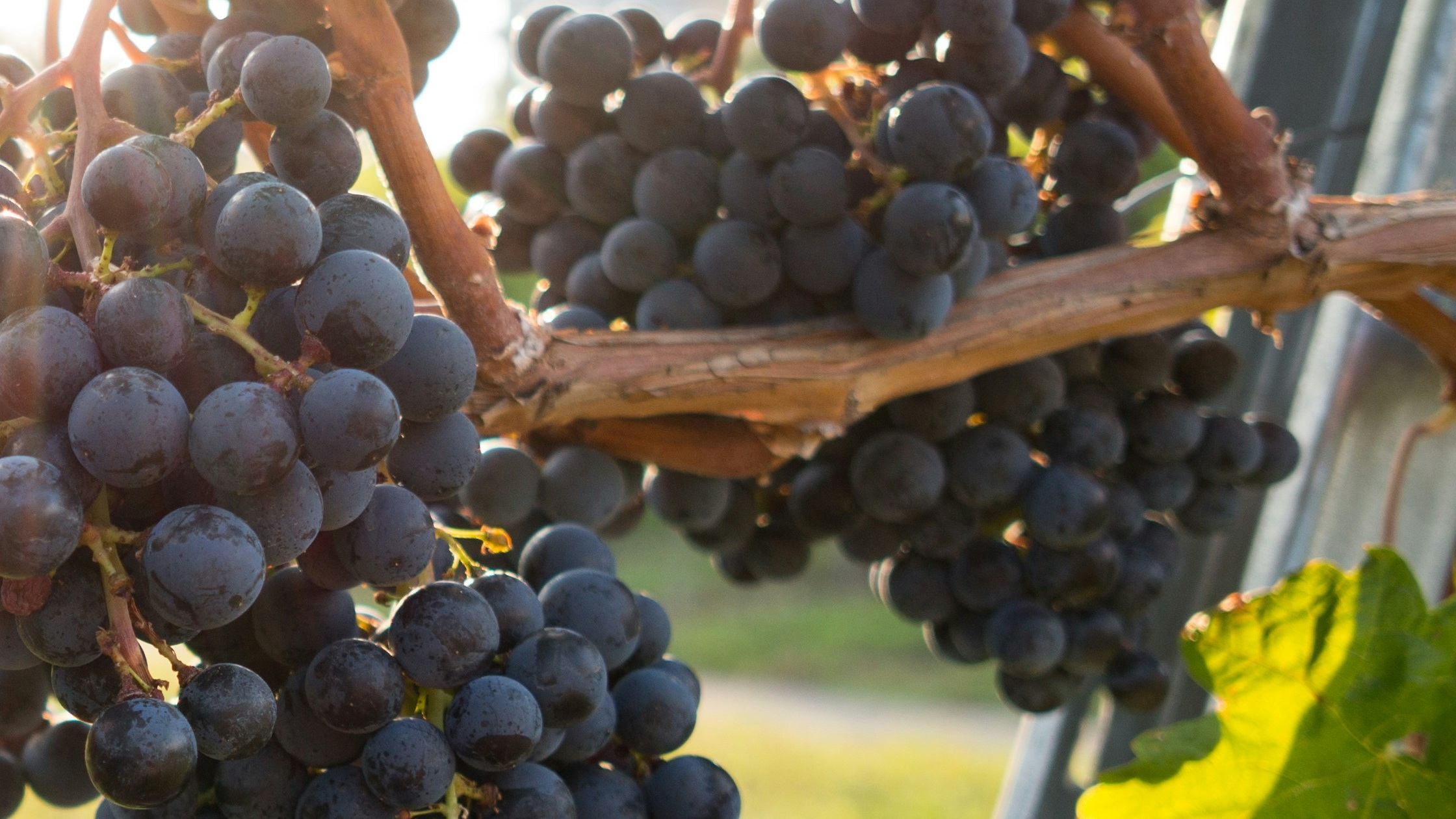 A Fruitful Life: Abiding In Christ