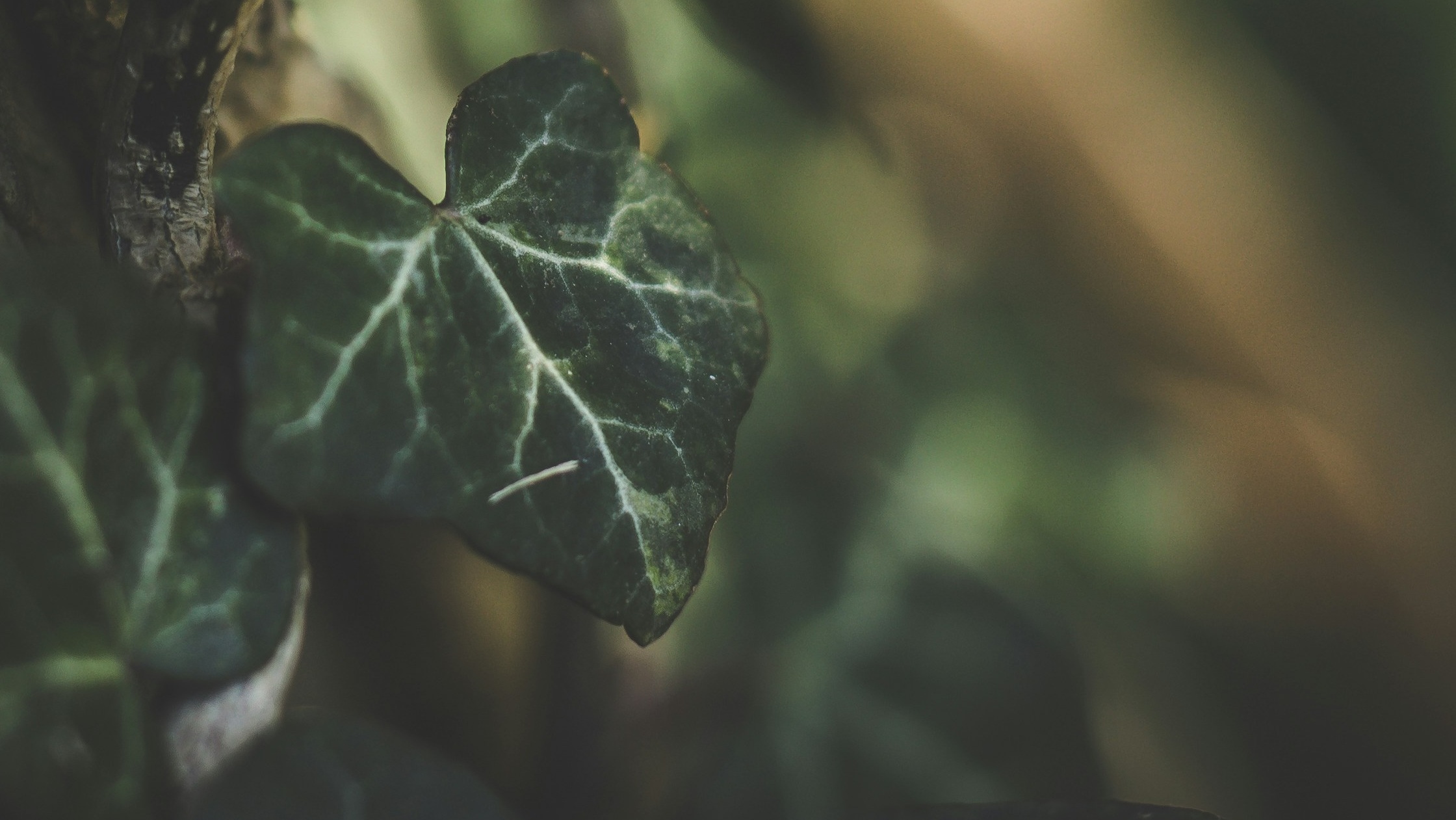 A Fruitful Life: Soul Winning