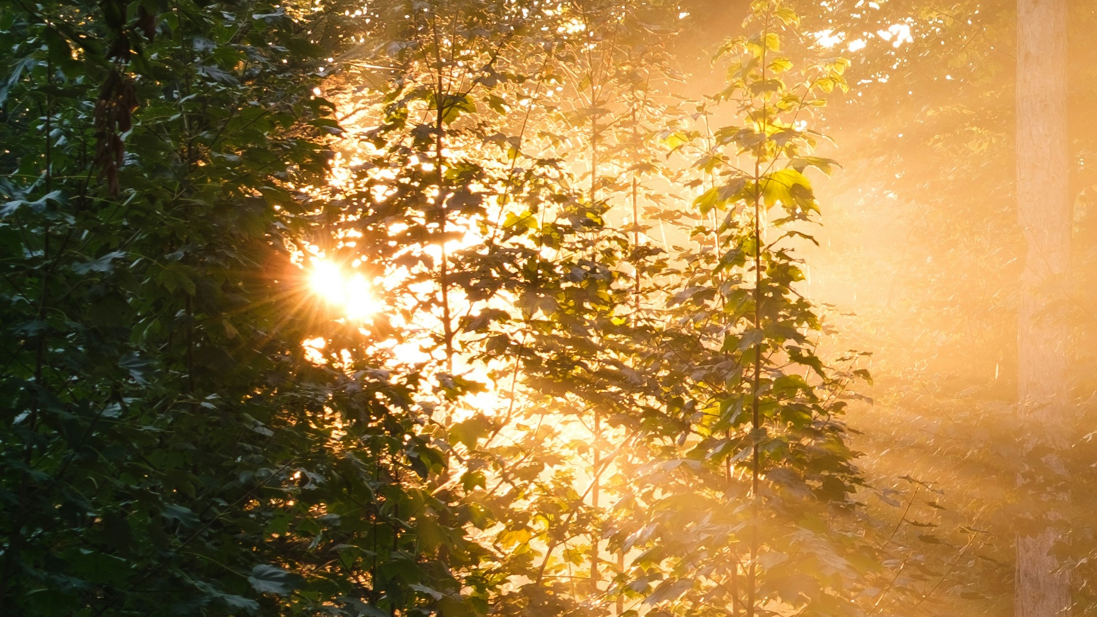 The Anointing For Fruitfulness