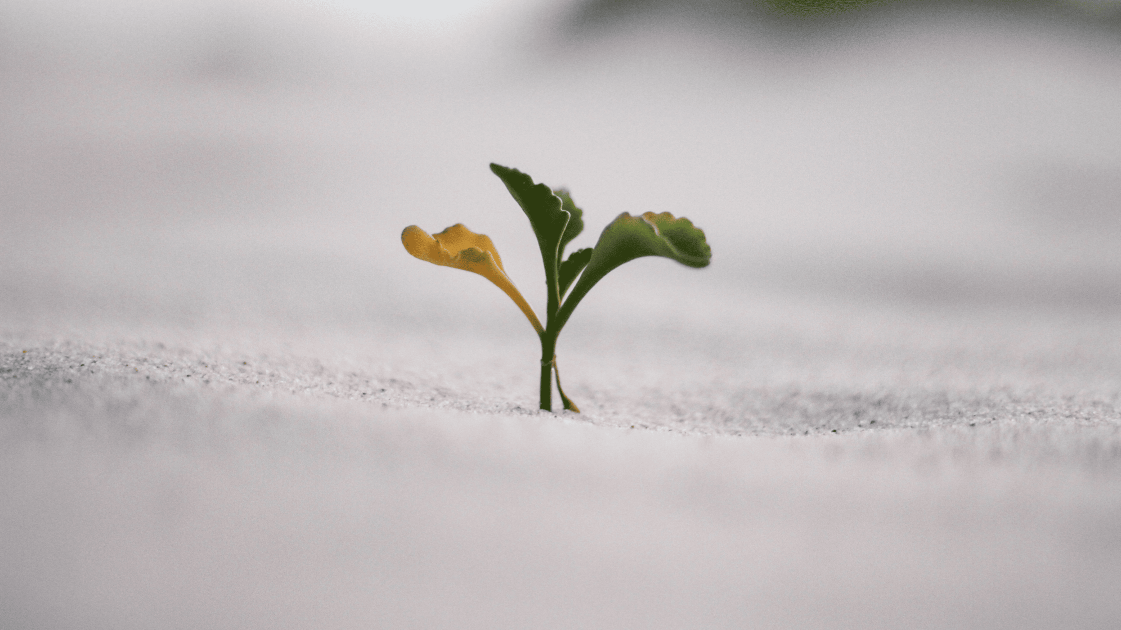 Faith Comes By Hearing