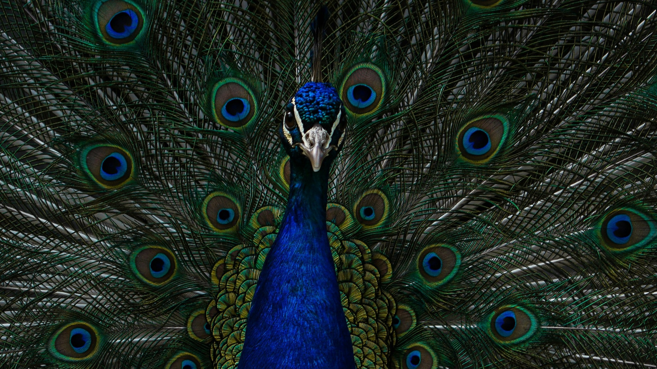 The Dangers of Pride