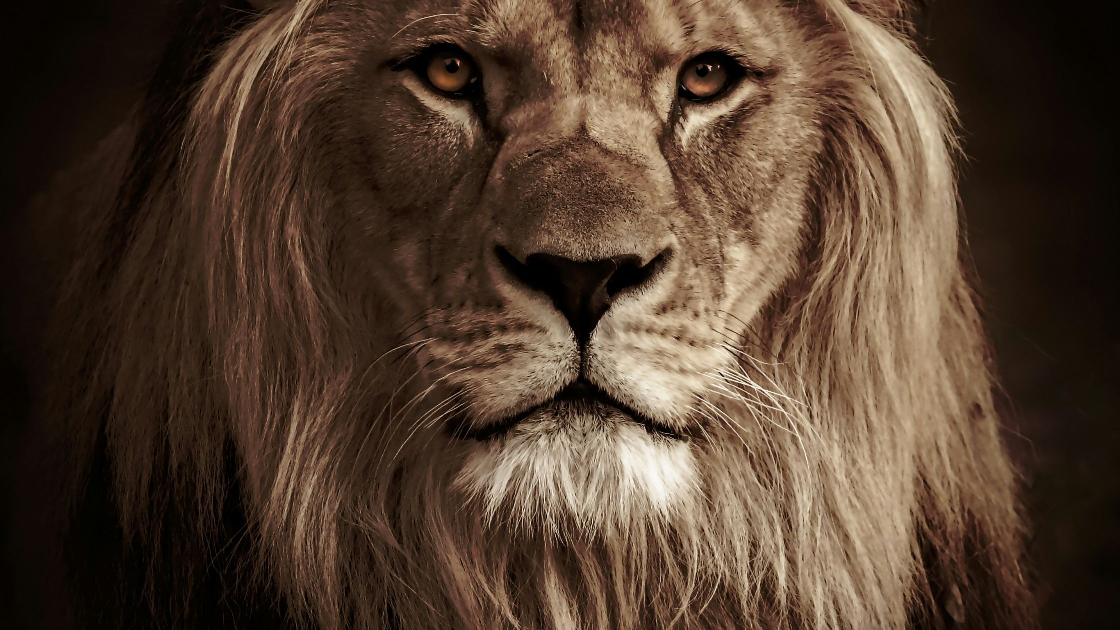 The Righteous Are Bold