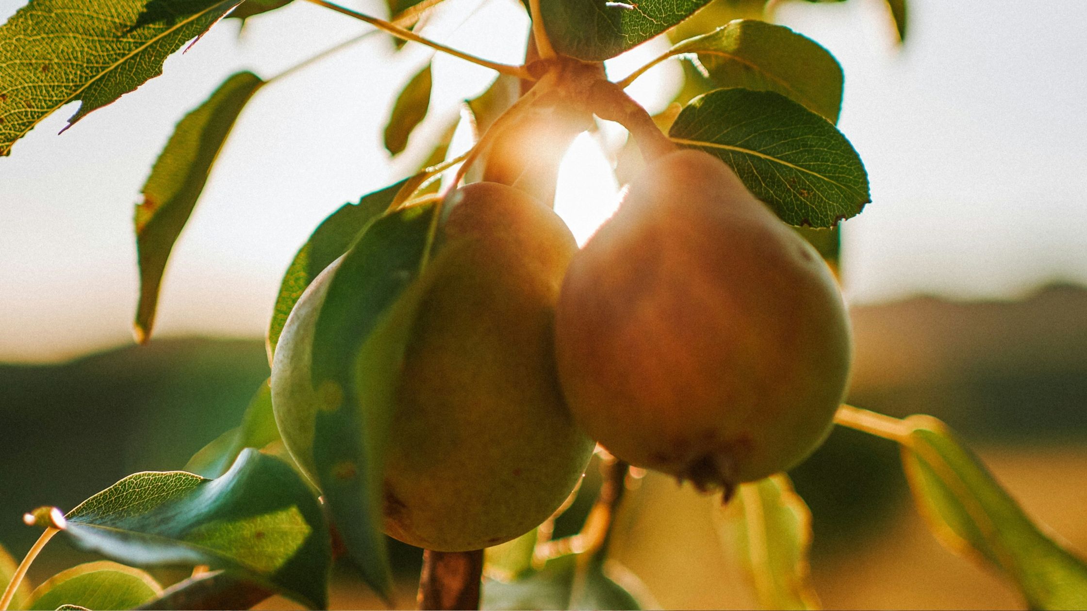 Be Fruitful!
